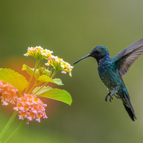 Kachou Fugetsu - Meaning The Beauty of Nature