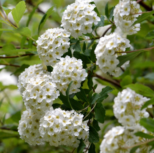 Fleur pressée Kodemari "Reeves Spirea" en japonais - cadre en bois avec tapis bleu, design 3 (livraison gratuite)